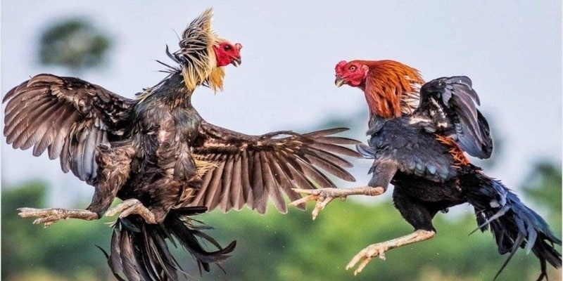 Đá gà Philippines sở hữu nhiều hình thức cược