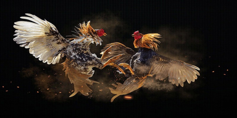 Hình thức đá gà Philippines được săn đón 2024